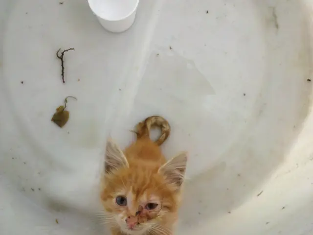 Financial comparison of costly and affordable kettles: Determining the ideal budget for your...