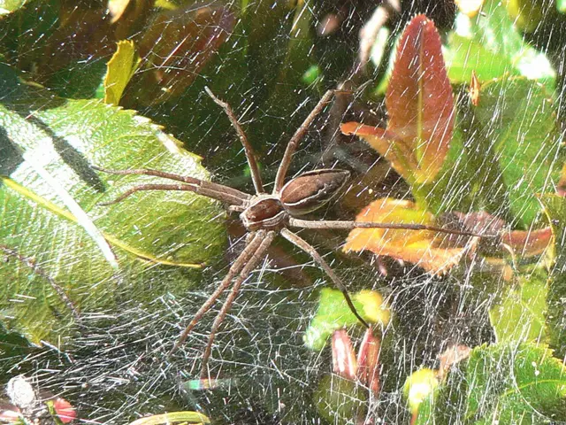 Prevent fall spider invasions in your home using this unexpectedly effective natural substance