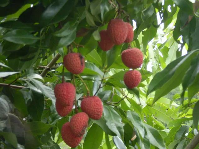 Farmer distributes the second share of the harvest: the orchard is booming, yielding an abundance...