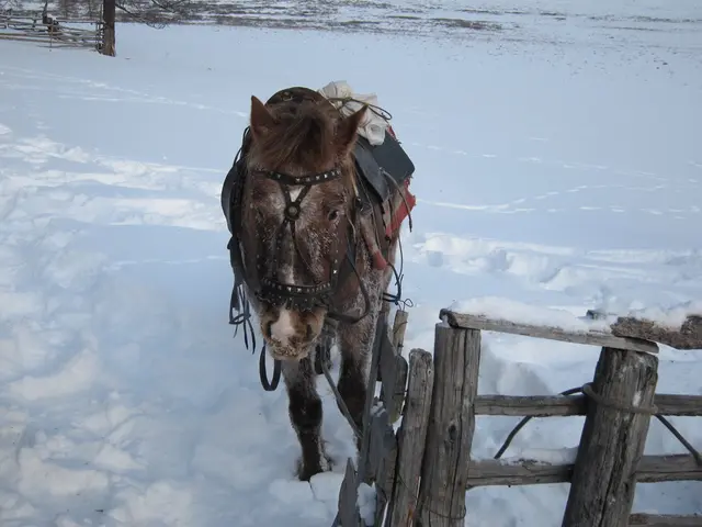 Discover the amiable donkey residing in Ontario, utilizing Instagram in its quest for romance.