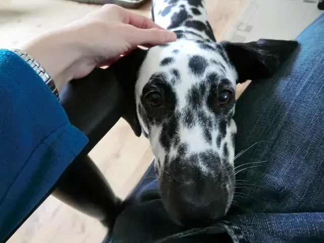 Guide on Soothing a Canine's Paw with Moisturizer