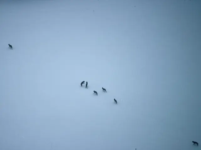 Sled dogs compete on the Herbert Glacier, close to Juneau, Alaska. Remarkably, these canine teams...