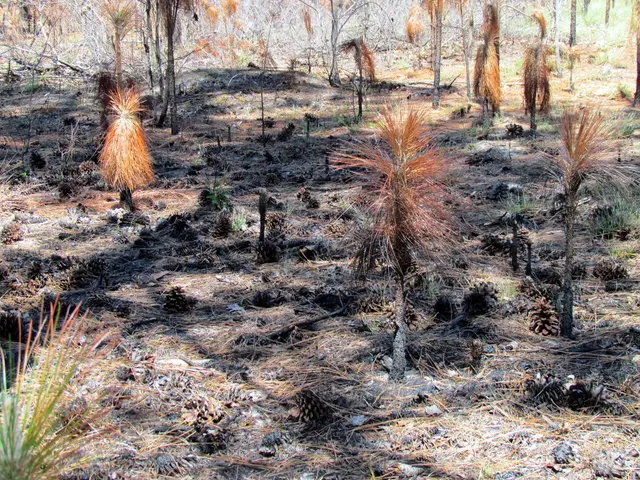 Cultivating Saffron Blossoms: Comprehensive Plant Maintenance and Growth Instructions