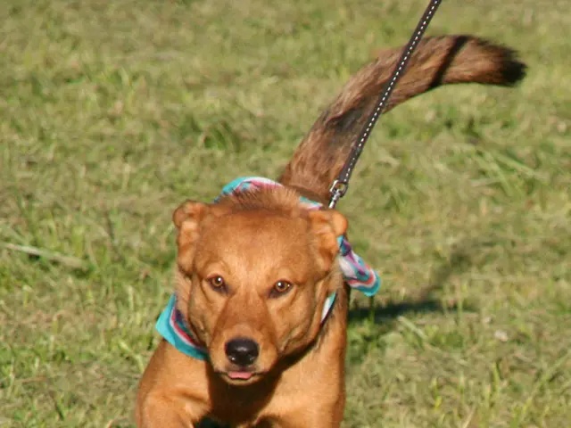 Attempting leash training for your dog? Check out these three effective games suggested by a...