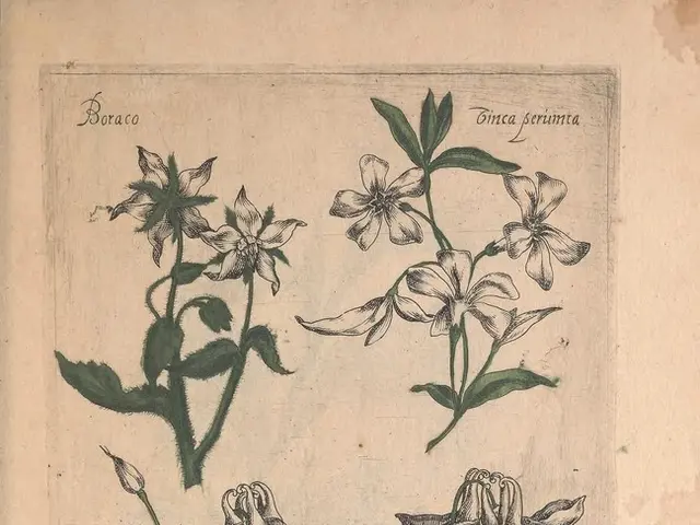 'Painting a single leaf is a three-day process for the artists of the Florilegium Society at...