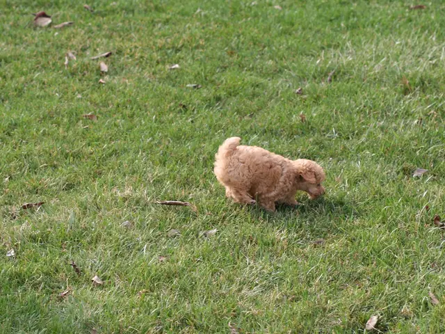 Lübeck's Canine Companion Number 13: A Focus on Animal Welfare