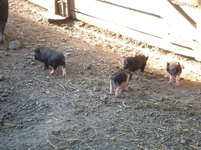 Gang of feral pigs meandering through Straubenhardt's forested landscape
