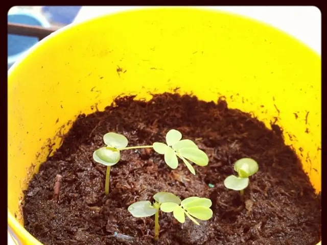 Examining the Shelf Life and Effectiveness of Plant Fertilizers: A Comprehensive Look