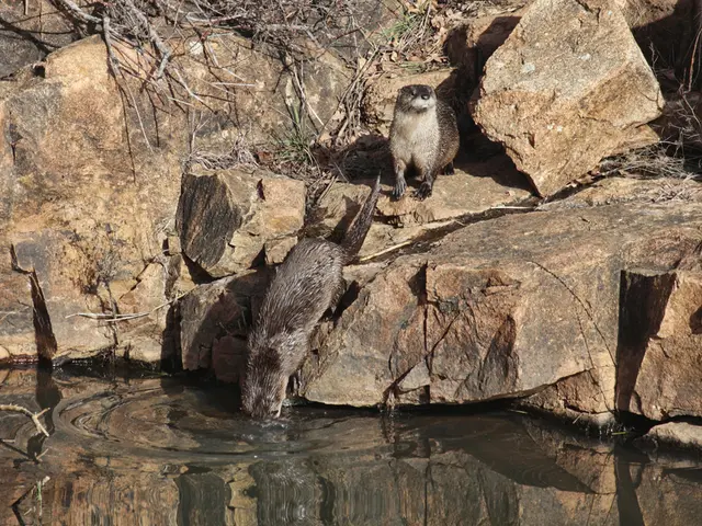 Nature Trek through the Wildlife Haven