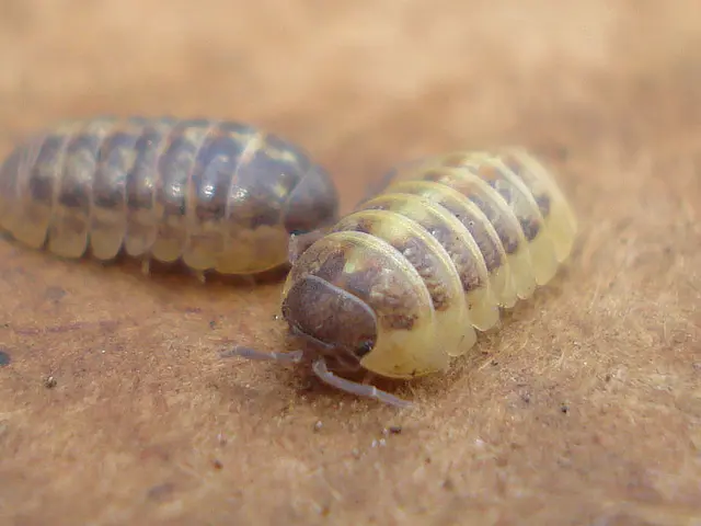 Enhancing Plant Health with Advantageous Insect Species