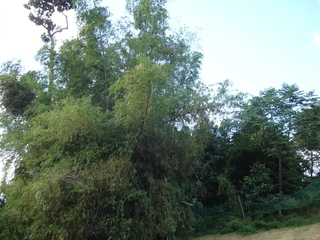 Guide for Installing .NET SDK and .NET Runtime on Ubuntu 24.04 LTS