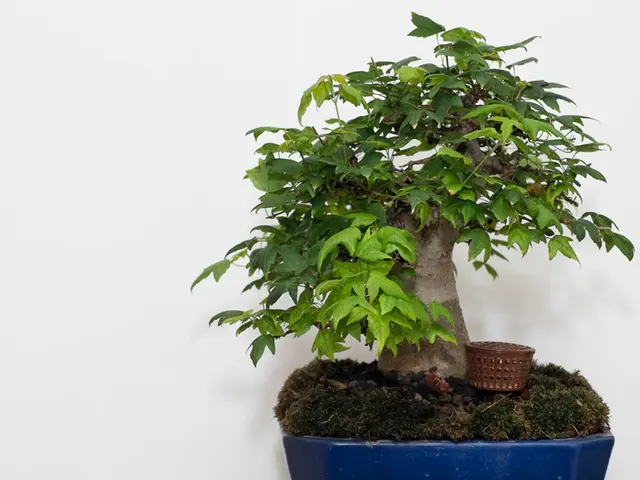 Mastering Bonsai Jin: Guided Approach Through Organic Deterioration
