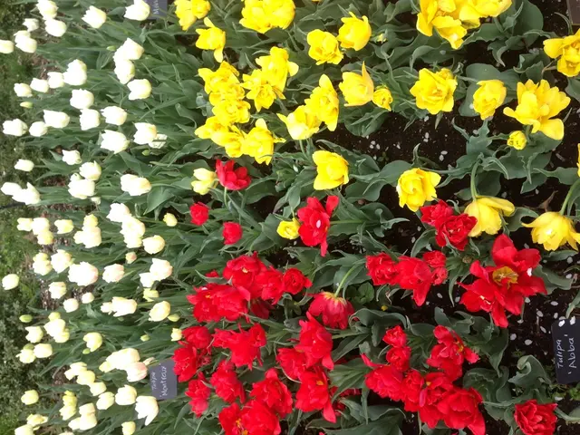 Easy-to-Cultivate Resilient Orchids for Any Gardener