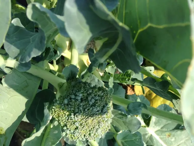 Identifying the Ideal Time for Broccoli Harvest: Recognizing 5 Crucial Indicators