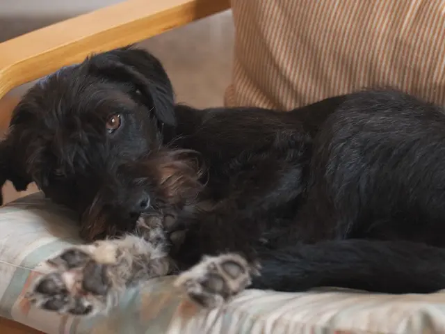 Prevent your pet dog from accessing kitchen counters or greeting visitors impolitely with this...