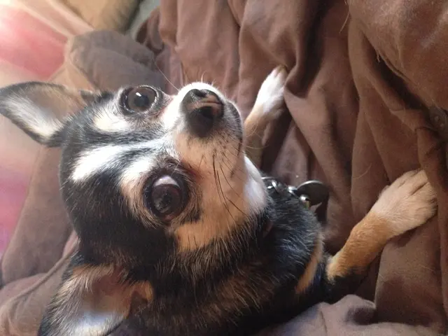 Pondering over allowing your canine companion on the sofa? Consider these factors before making a...