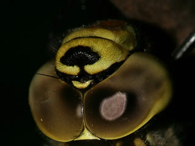 Differentiating Fireflies and Lightning Bugs Based on Regional Terminology