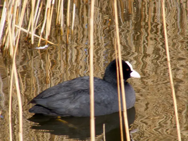 Getting Rid of Hemp Dogbane Weeds: A Guide on Dealing with Dogbane Plants