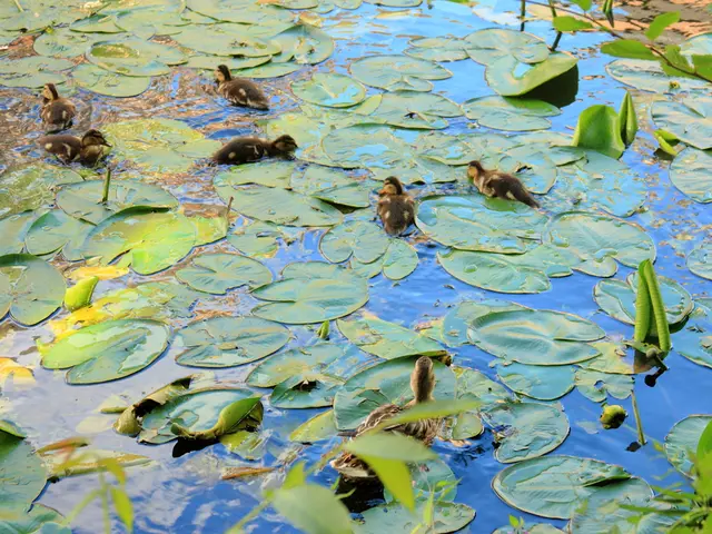 Cultivating Ideal Ground for Growing Lotus Flowers