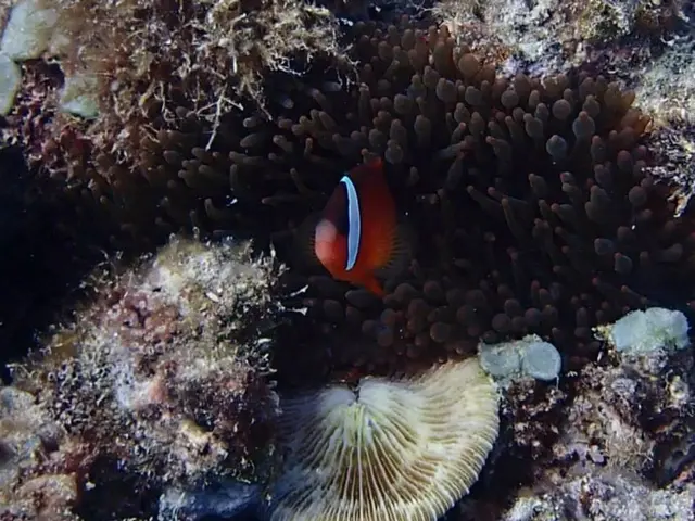 Underwater Photography: Top 10 Essential Tips for Capturing the Right Ambience