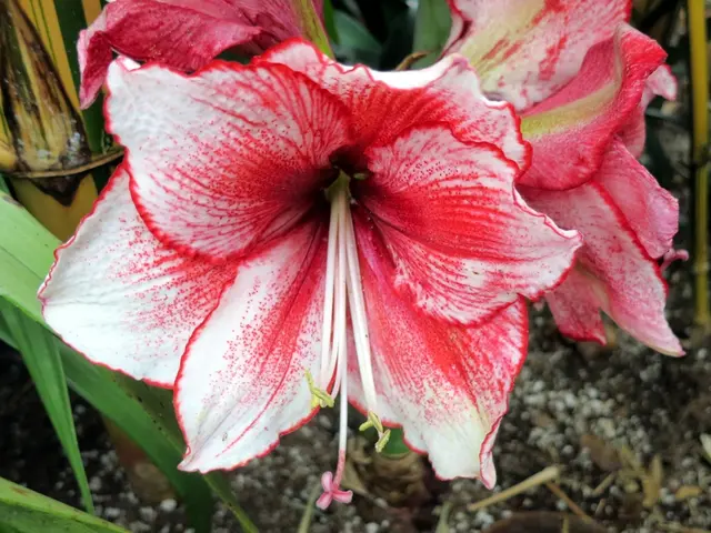 Nurturing a plentiful yield annually requires autumnal care and fertilization of the plant