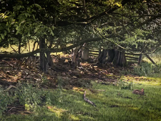 Managing and Eliminating Common Reed Grass: Suggestions and Strategies