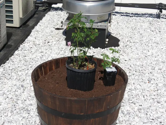 Cultivating Sunpatiens: Nurturing with Moist Dirt and Stones Instructions