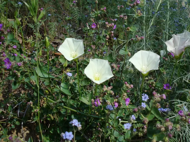 Life, Health, and Wisdom from the Earth: Examining Food Sovereignty's Impact in the Brazilian...