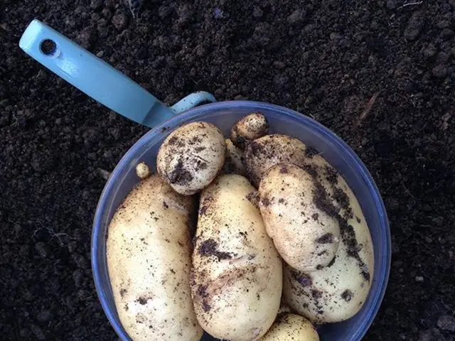 Top Picks for Lawn Spreaders in 20XX (Years)