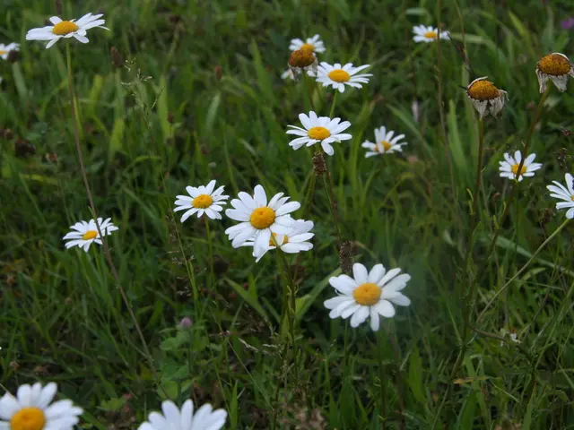 Spectacular Ornamental Grasses for Vibrant Autumn Hues and Year-Round Allure