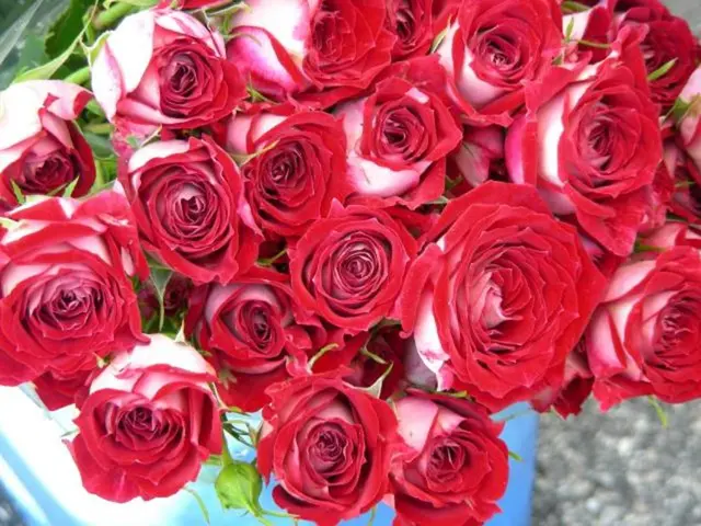 Kenyan Blossoms Captivate with their Gorgeous Roses