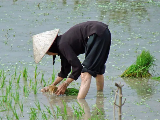Best Time for Sowing Lawn Grass in Nebraska: Top Seasons for Vigorous Development
