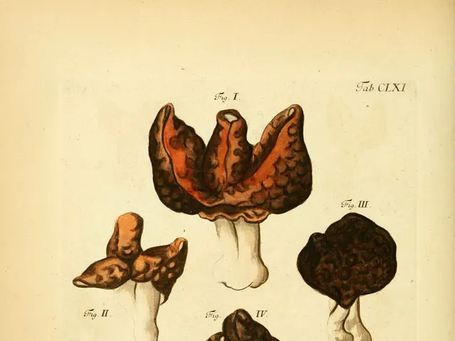 Improved Insulin Production, More Potent Extracts, and Mushrooms for Taste Enhancement