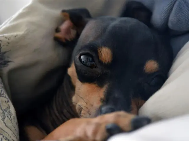 Top 10 Least Energetic Dog Breeds Perfect for Cozy Companionship