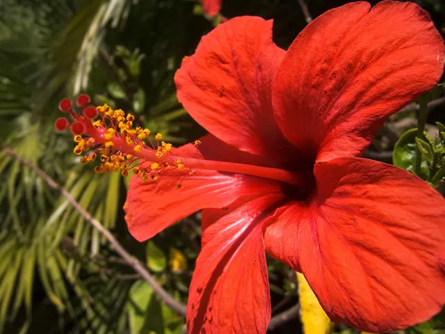 Transforming Your Outdoor Space into a Tropical Haven with Hibiscus