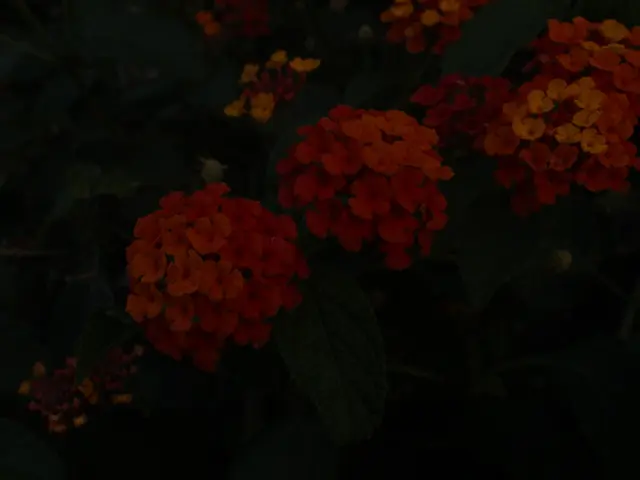 Thirty-one flora options for Pennsylvania gardens: Eliminate 11 invasive species and replace them...