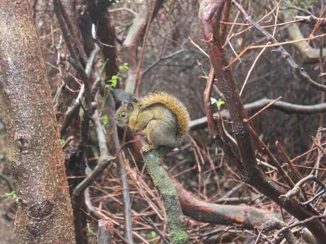 In the center of the image we can see squirrel on the trees.
