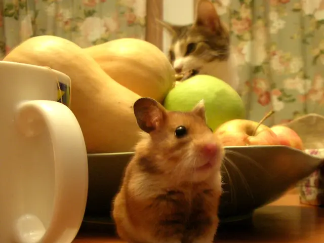There is a hamster on a wooden surface. Also there is a cup and a tray with fruits on the surface....