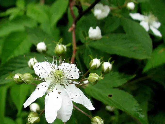 In this picture we can see some flowers, buds on the tree.