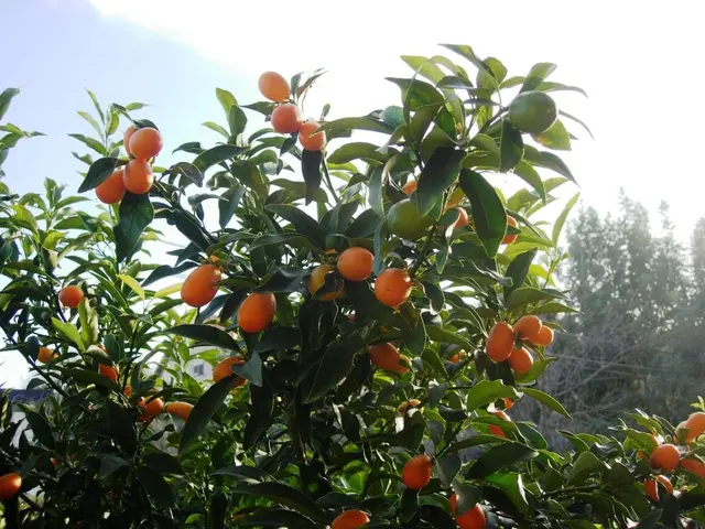 In this picture i can see many red tomatoes on this plant. At the bottom i can see many leaves. On...
