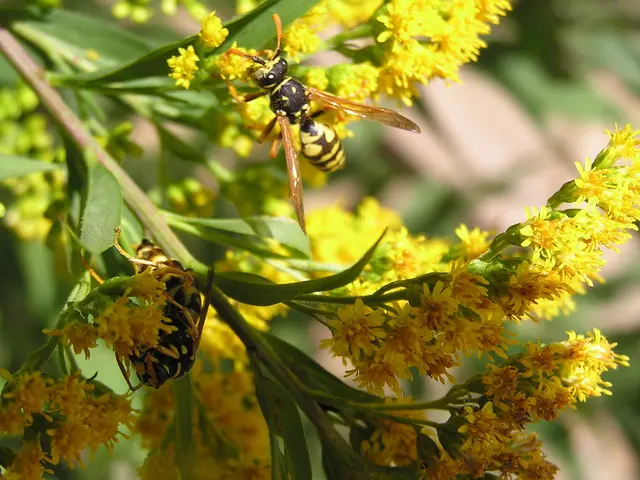 In this image we can see insects on flowers of a plant and some leaves.