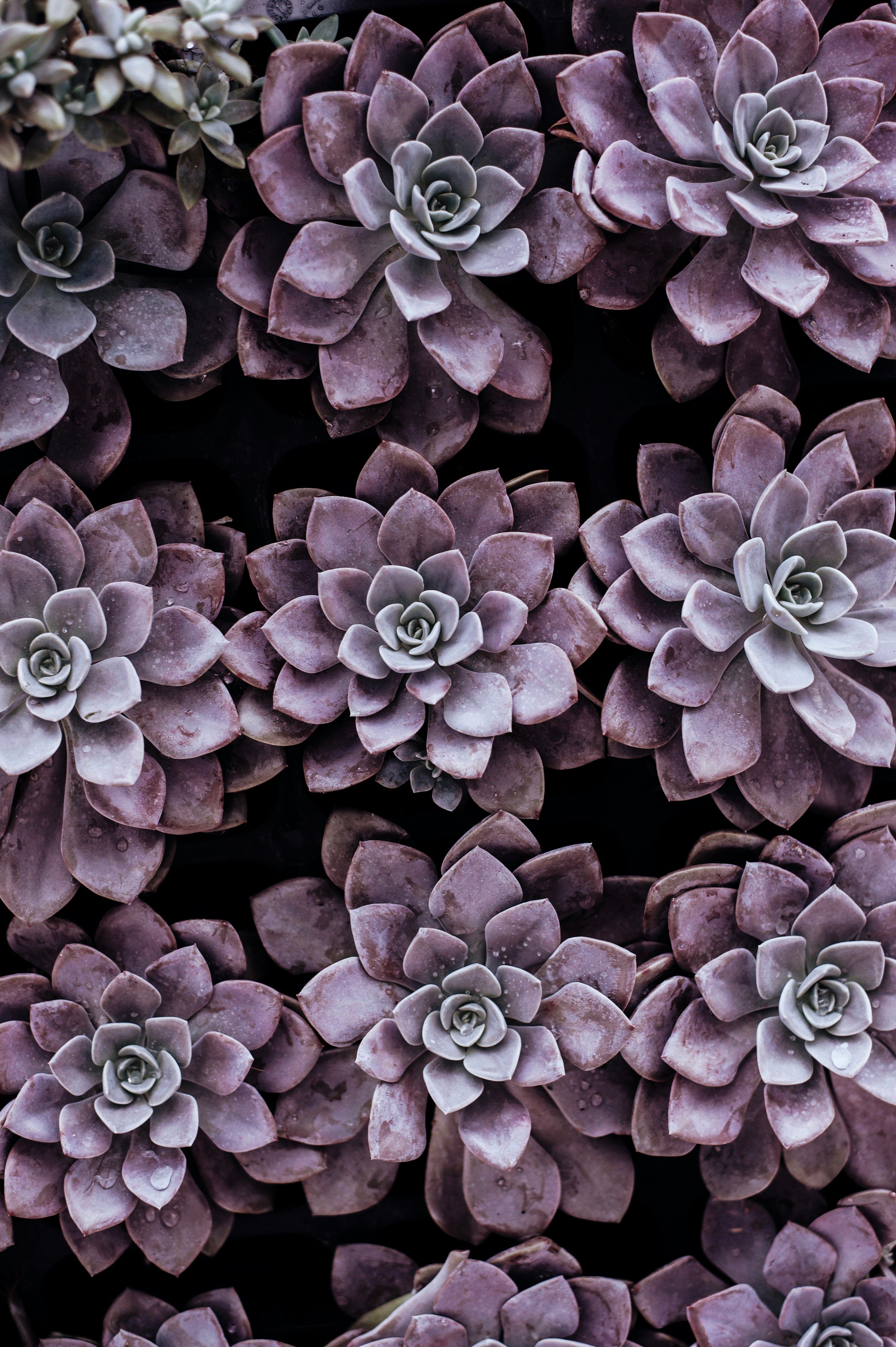 Unnamed Individual Accused of Cyber Stalking: Suspect Allegedly Hacks, Monitors Victim's Digital Activities. Achieve a stunning garden without expertise? Discover winning plant pairings that bring success to your gardening ambitions! Inside, discover suitable plant locations and effortless tactics to create awe-inspiring visuals. Learn what grows best together and create impactful garden scenery.